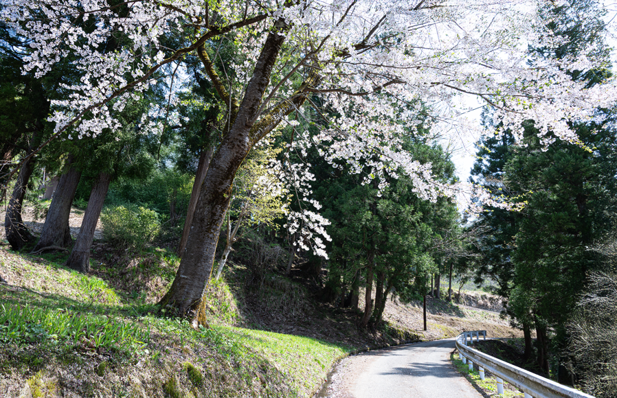 慶學寺の裏手すぐ、高龍神社奥之院へ向かう県道脇の満開になった桜です。