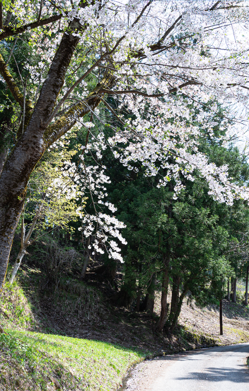 慶學寺の裏手すぐの高龍神社奥之院へ向かう県道脇の満開になった桜の古木