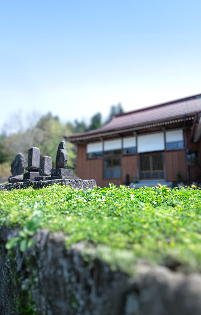 春の訪れとともに可愛く咲き誇る黄色い小さな野花と慶學寺の本堂正面