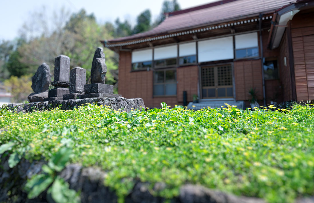 可愛い春の野花が咲き始めた慶學寺境内正面の様子です。