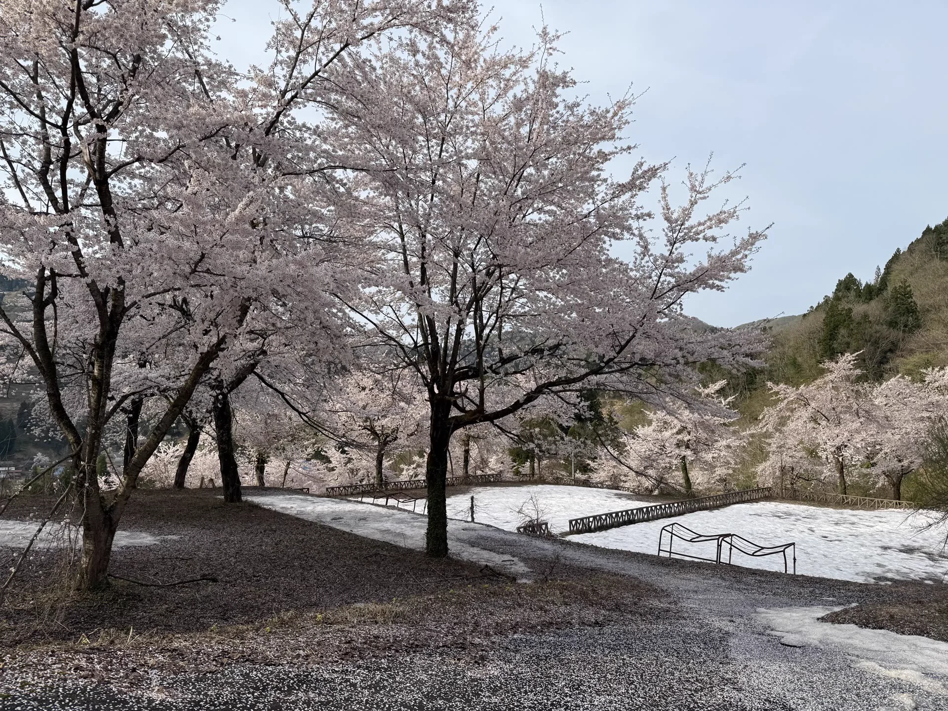残雪と桜に囲まれた蓬平の山道